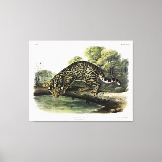Ozelot, Leopard-Cat (Leopardus pardalis) - Audubon Leinwanddruck (Vorderseite)