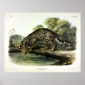 Ozelot, Leopard-Cat (Leopardus pardalis) - Audubon Poster (Vorne)