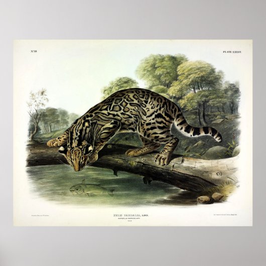 Ozelot, Leopard-Cat (Leopardus pardalis) - Audubon Poster (Vorne)