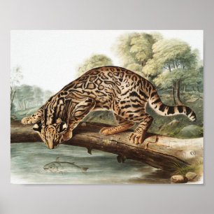 Ozelot, Leopardkatze (Felis pardalis) Illustration Poster