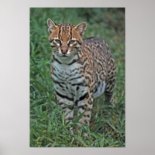 Ozelot (Leopardus pardalis) Mittelamerika Poster