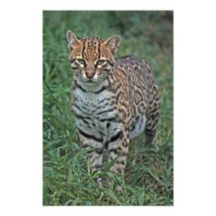 Ozelot Leopardus pardalis) ZENTRALAMERIKA Fotodruck