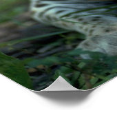 Ozelot liegt poster (Ecke)