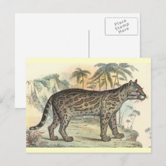 Ozelot (Sorte) Postkarte (Vorne/Hinten)