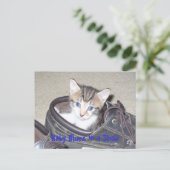 P1020640_153_153, Baby-Blues in einem Schuhwerk Postkarte (Stehend Vorderseite)