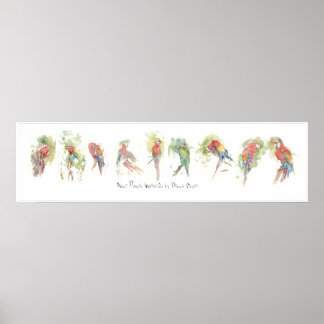 P3, 9 Papageien, Wasserfarbe von Dennis Boyce Poster