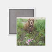 P3 Flatlandersam von Wilden Rose Magnet (Vorderseite/Rückseite)