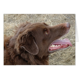 P4 Flatlandersam Profil