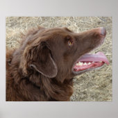 P4 Flatlandersam Profil Poster (Vorne)