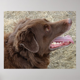 P4 Flatlandersam Profil Poster