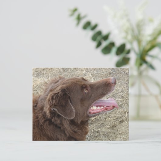 P4 Flatlandersam Profil Postkarte (Stehend Vorderseite)