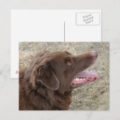 P4 Flatlandersam Profil Postkarte (Vorne/Hinten)