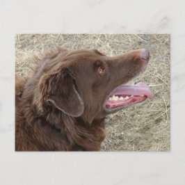 P4 Flatlandersam Profil Postkarte