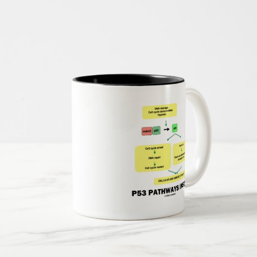 P53 Wege im Inneren (Zellmolekularbiologie) Zweifarbige Tasse (VorderseiteRechts)