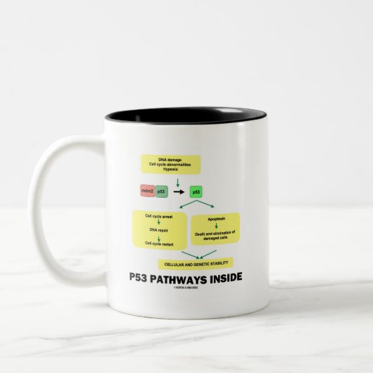 P53 Wege im Inneren (Zellmolekularbiologie) Zweifarbige Tasse (Links)