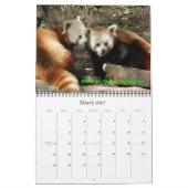 P8310607, Liebe die Red Pandas!, ... -Gestalted Kalender (Mär 2027)