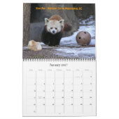 P8310607, Liebe die Red Pandas!, ... -Gestalted Kalender (Jan 2027)