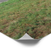 P-51 C Tuskegee Roter Schwanz Flugzeug bei der CAF Poster (Ecke)