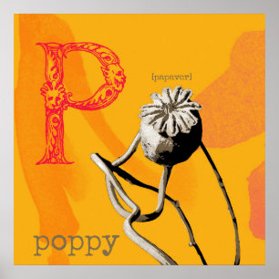 P ist für Poppy Print, Value Poster Paper (Matte)