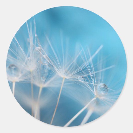© P Wherrell Dandelion Blues Kunstfoto Runder Aufkleber (Vorderseite)