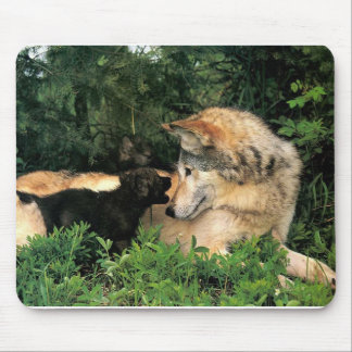 p-Wolves_Bay_Street_Cal2001 Mousepad