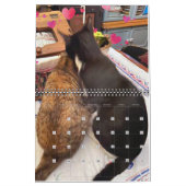 PA Paws 2 Year Calendar Kalender (Feb 2027)