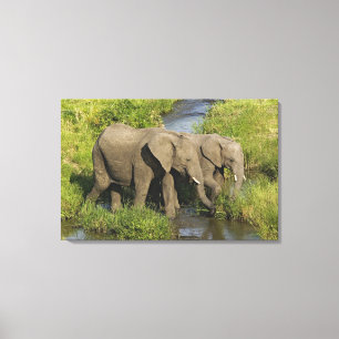 Paar afrikanischer Elefanten Masai Mara Leinwanddruck