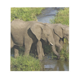 Paar afrikanischer Elefanten Masai Mara Notizblock