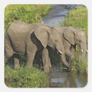 Paar afrikanischer Elefanten Masai Mara Quadratischer Aufkleber