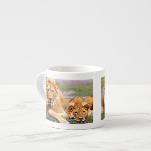Paar Afrikanischer Löwen, Panthera leo, Tansania Espressotasse (Vorderseite Links)