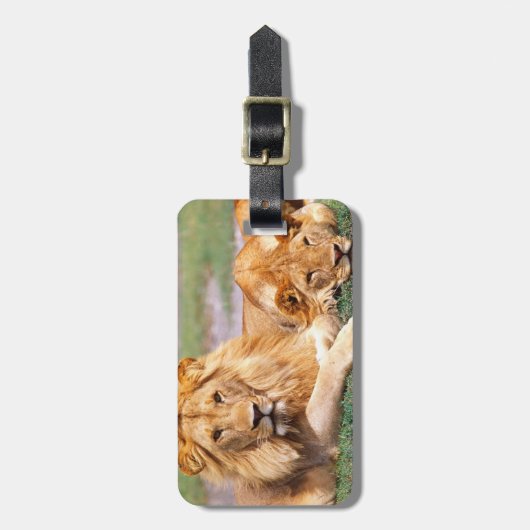 Paar Afrikanischer Löwen, Panthera leo, Tansania Gepäckanhänger (Vorderseite vertikal)
