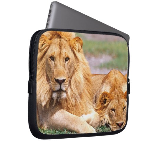 Paar Afrikanischer Löwen, Panthera leo, Tansania Laptopschutzhülle (Vorne Rechts)