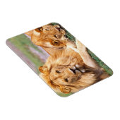 Paar Afrikanischer Löwen, Panthera leo, Tansania Magnet (Rechte Seite)