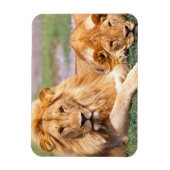 Paar Afrikanischer Löwen, Panthera leo, Tansania Magnet (Vertikal)