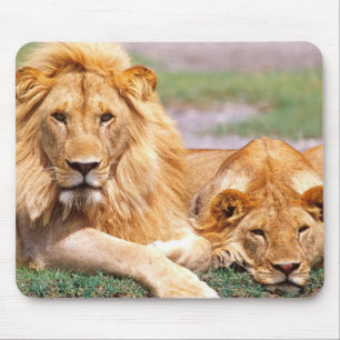 Paar Afrikanischer Löwen, Panthera leo, Tansania Mousepad