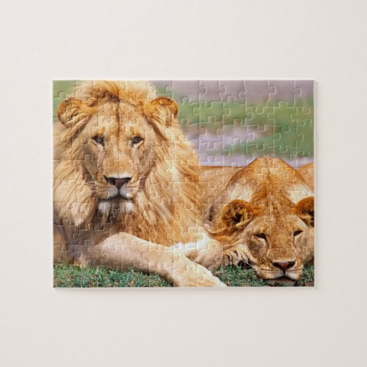 Paar Afrikanischer Löwen, Panthera leo, Tansania Puzzle (Horizontal)