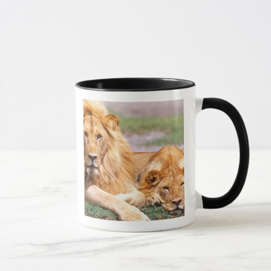 Paar Afrikanischer Löwen, Panthera leo, Tansania Tasse (Rechts)
