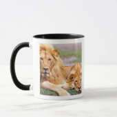 Paar Afrikanischer Löwen, Panthera leo, Tansania Tasse (Links)