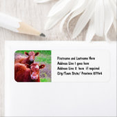 Paar alte Kühe (Insitu)