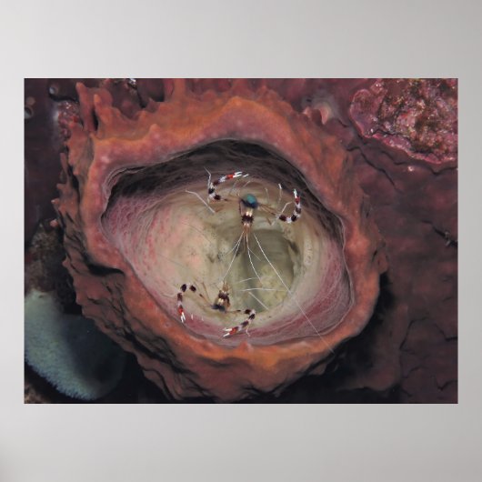 Paar Banded Cleaner Shrimp Poster (Vorne)