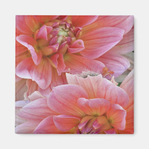 Paar Dahlienblüten, Dahlia spp. , Magnet