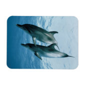 Paar Delphine Magnet (Horizontal)