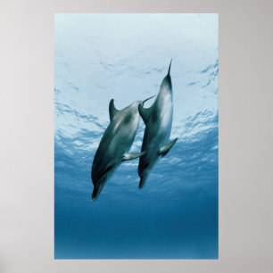 Paar Delphine Poster