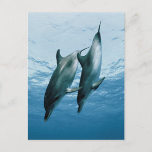 Paar Delphine Postkarte