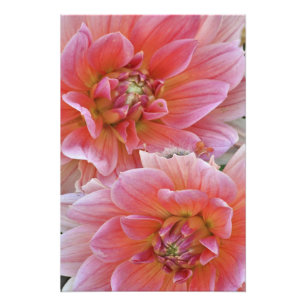 Paar der Dahlia-Blume, Dahlia spp. 	, Fotodruck
