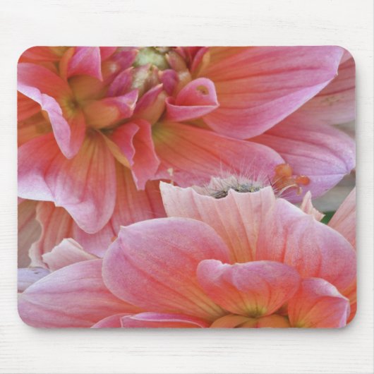 Paar der Dahlia-Blume, Dahlia spp.
	, Mousepad (Vorne)
