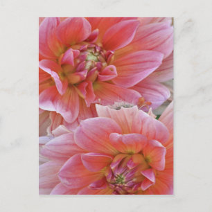 Paar der Dahlia-Blume, Dahlia spp. , Postkarte