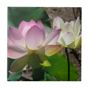 Paar der Lotus-Blume I Fliese