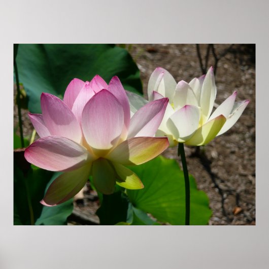 Paar der Lotus-Blume I Poster (Vorne)