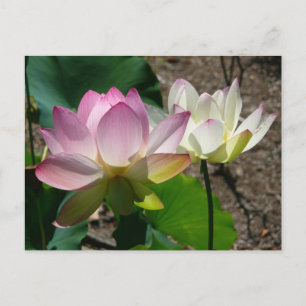 Paar der Lotus-Blume I Postkarte